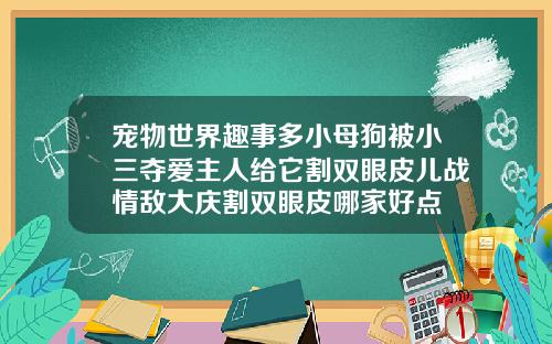宠物世界趣事多小母狗被小三夺爱主人给它割双眼皮儿战情敌大庆割双眼皮哪家好点